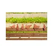 Zahradní dekorace vrabec 1, 15 x 10 cm, corten CORGARDEN 1057